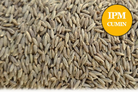 IPM Cumin Seeds
