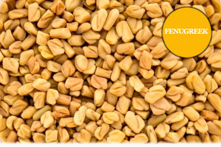 Fenugreek